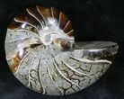 Cretaceous Nautilus Fossil - Madagascar #28825-1